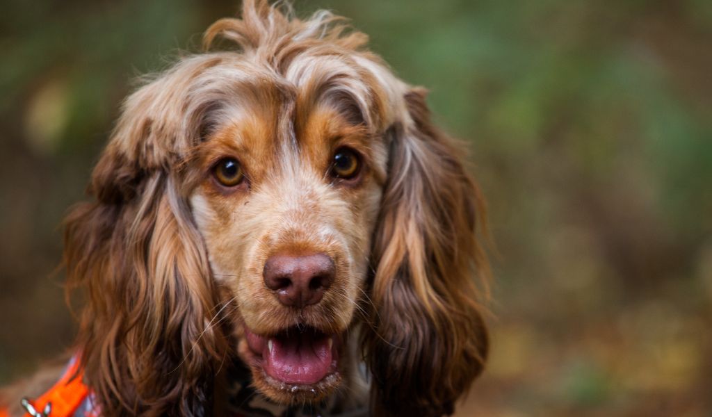 Do chocolate roan Cocker spaniels exist?