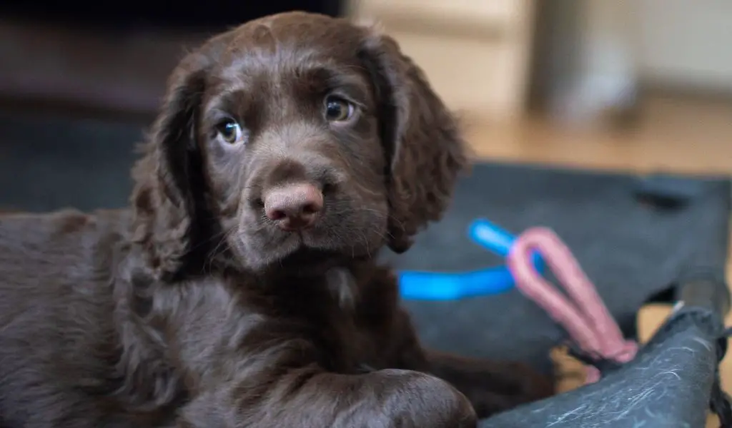 How to socialise a Cocker spaniel puppy