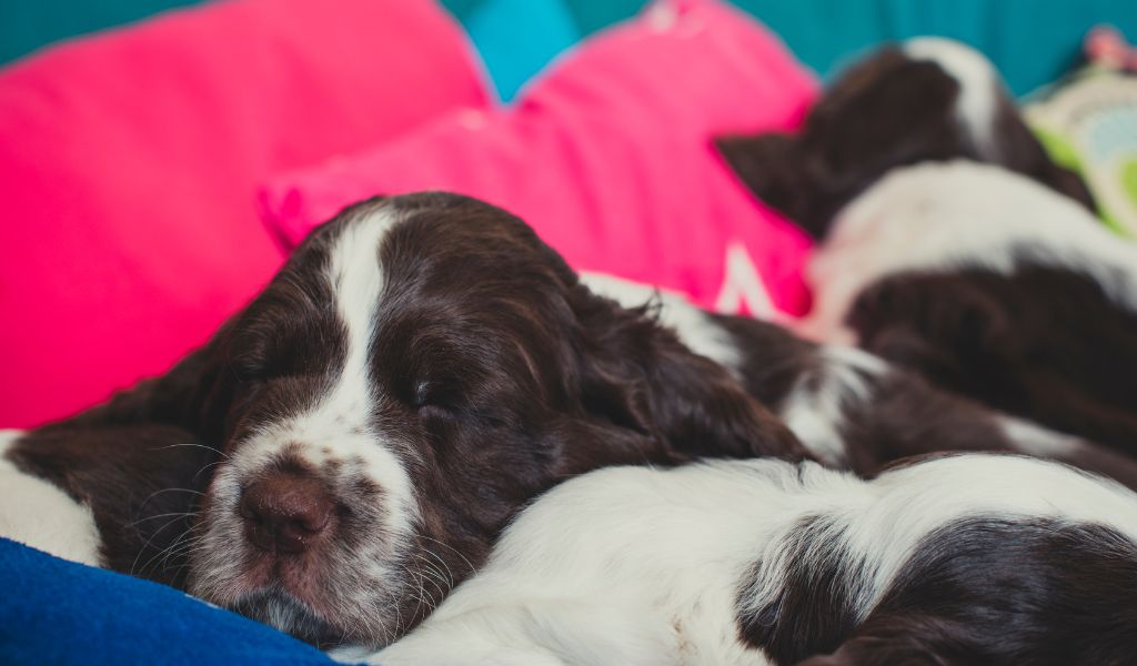 english springer spaniel puppies