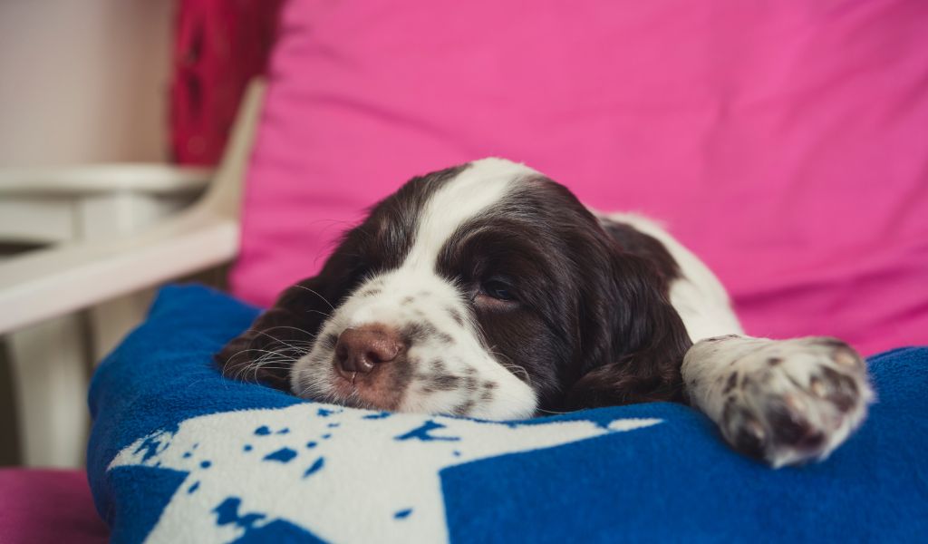 english springer spaniel puppies