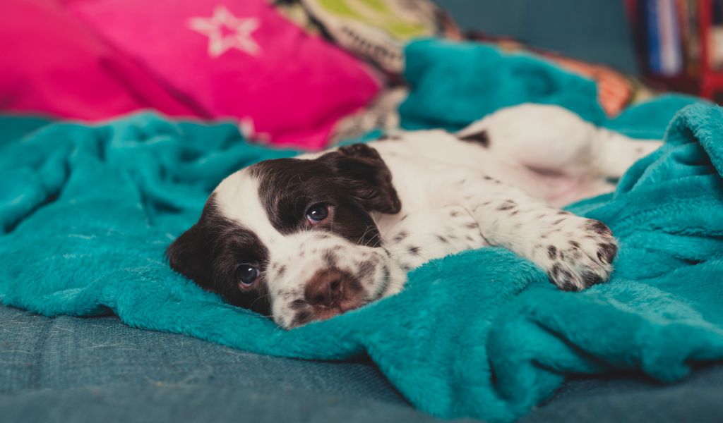 English Springer Spaniel Puppies