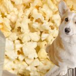 Can Dogs Eat Microwave Popcorn?