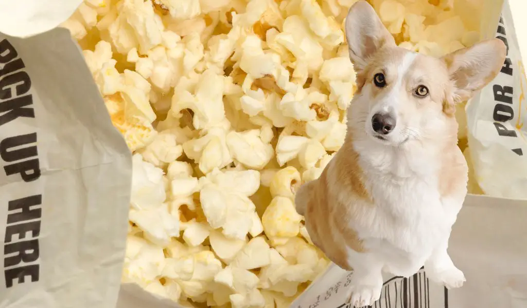 Can Dogs Eat Microwave Popcorn?