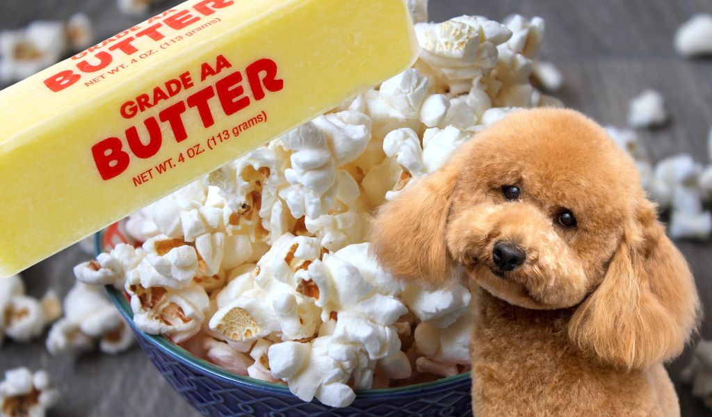 Can Dogs Eat Popcorn with Butter? A Comprehensive Guide