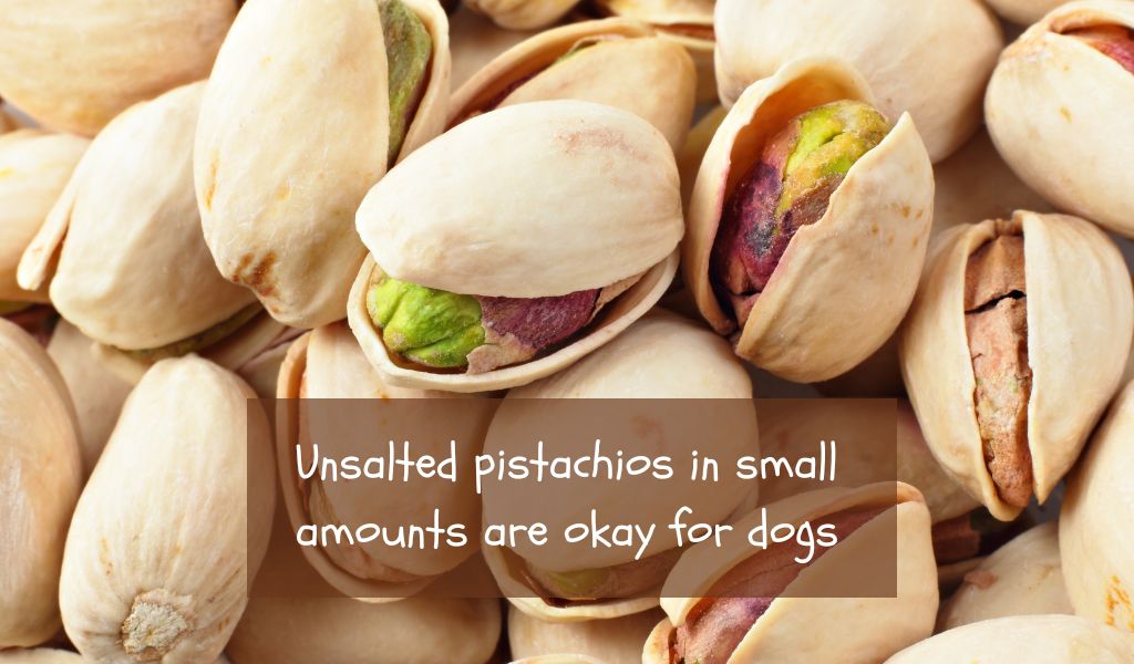 Can dogs eat Pistachio nuts?