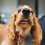 Can a Dog Have Dioralyte? What You Need to Know