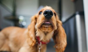 Can a Dog Have Dioralyte? What You Need to Know