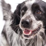 Understanding Spaniel Temperament for Successful Training