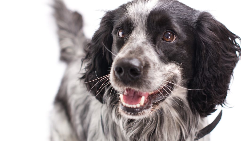 Understanding Spaniel Temperament for Successful Training