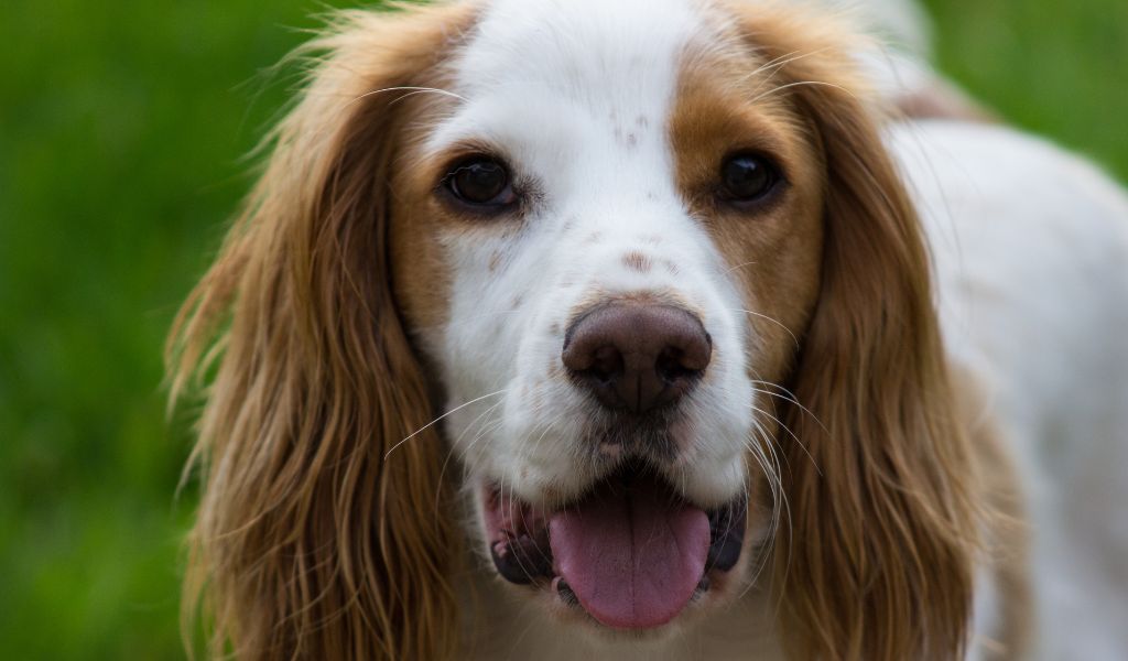 Understanding Spaniel Temperament for Successful Training