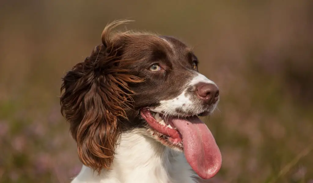 The Role of Consistency in Spaniel Training
