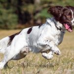 The Role of Consistency in Spaniel Training