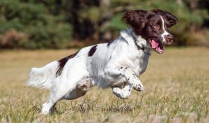 The Role of Consistency in Spaniel Training