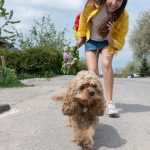 How to Stop a Cocker Spaniel from Pulling on the Lead: A Comprehensive Guide