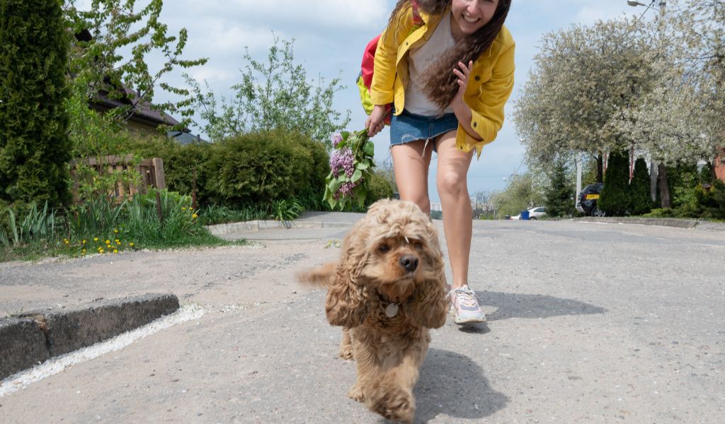 How to Stop a Cocker Spaniel from Pulling on the Lead: A Comprehensive Guide