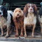 Teaching Your Spaniel to be Calm and Relaxed on Walks: Tips and Tricks