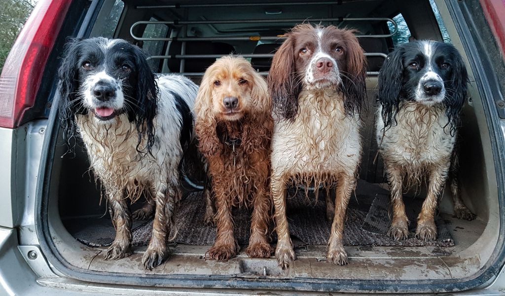 Teaching Your Spaniel to be Calm and Relaxed on Walks: Tips and Tricks