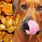 Can Dogs Eat Popcorn with Caramel? The Truth Revealed
