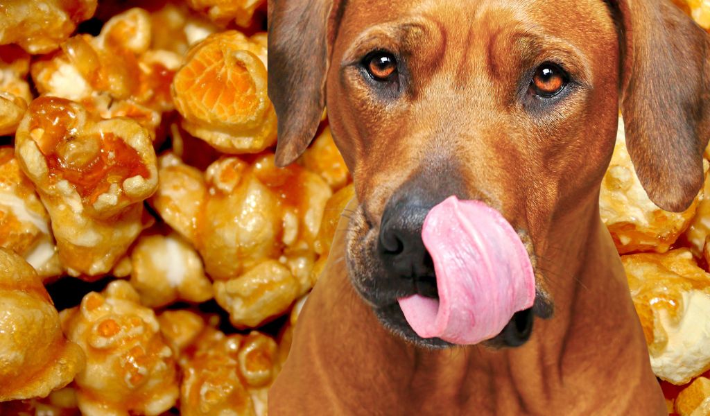 can dogs eat popcorn with caramel