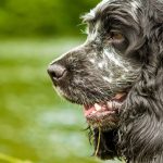 A Comprehensive Guide to Blue Roan Cocker Spaniels