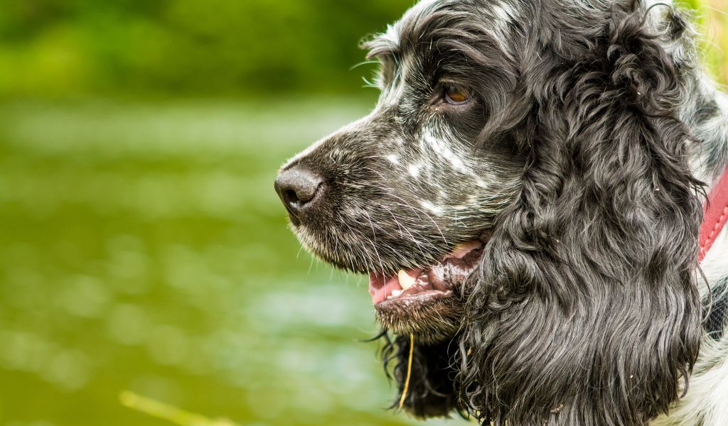 blue roan cocker spaniel