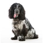 5 Reasons Why Blue Roan Cocker Spaniels Make Great Family Pets