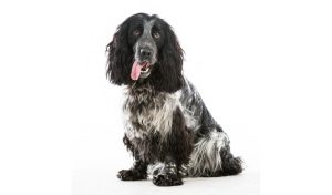 5 Reasons Why Blue Roan Cocker Spaniels Make Great Family Pets