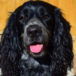 Training Tips for Blue Roan Cocker Spaniels: A Beginner’s Guide
