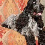 The Best Grooming Practices for Blue Roan Cocker Spaniels