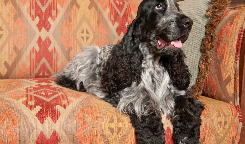 The Best Grooming Practices for Blue Roan Cocker Spaniels