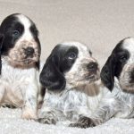 Blue Roan Cocker Spaniel Health Concerns You Should Know About