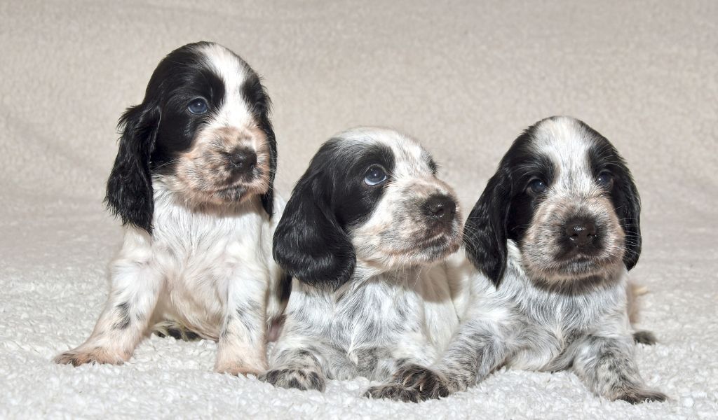 5. Long Hair Spaniel Health Concerns - wide 5