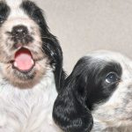 How to Find a Reputable Breeder for Blue Roan Cocker Spaniels