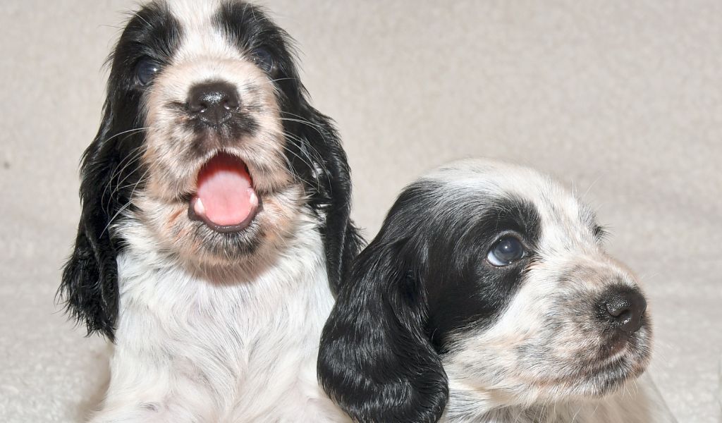 How to Find a Reputable Breeder for Blue Roan Cocker Spaniels