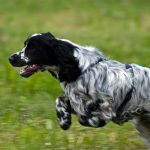 Choosing the Right Diet for Blue Roan Cocker Spaniels: A Guide for Pet Owners