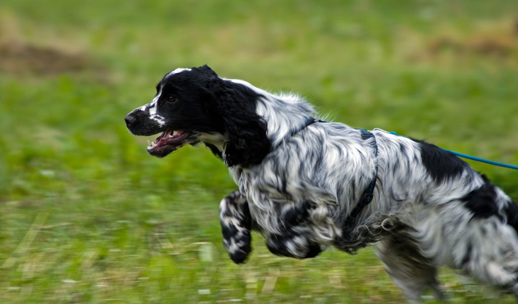 Choosing the Right Diet for Blue Roan Cocker Spaniels: A Guide for Pet Owners