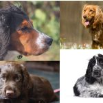 The Different Coat Colours of Cocker Spaniels: What Makes Blue Roan Unique?