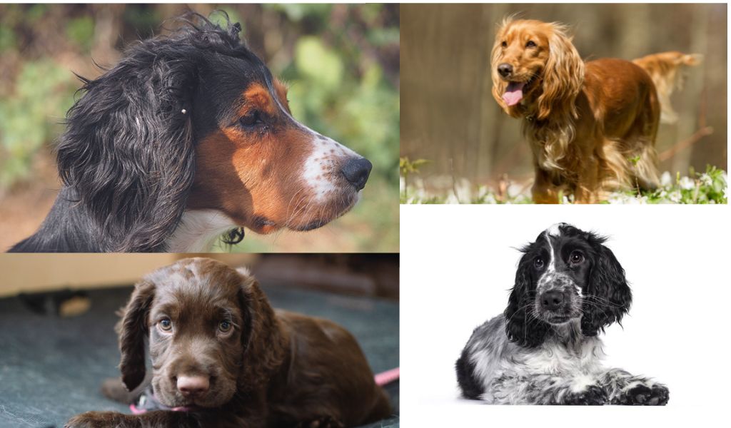 The Different Coat Colours of Cocker Spaniels: What Makes Blue Roan Unique?