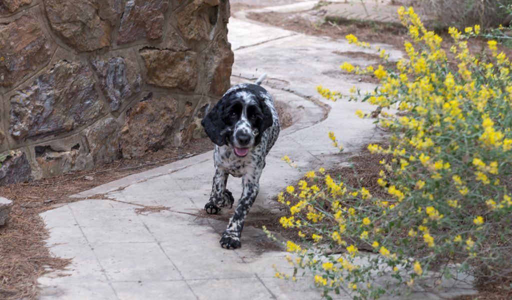 A Day in the Life of a Blue Roan Cocker Spaniel: What to Expect 2 A Day in the Life of a Blue Roan Cocker Spaniel: What to Expect