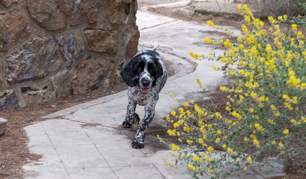 A Day in the Life of a Blue Roan Cocker Spaniel: What to Expect