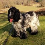 A Day in the Life of a Blue Roan Cocker Spaniel: What to Expect