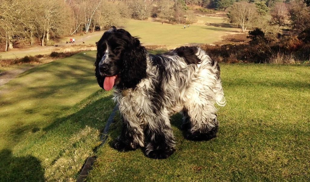 A Day in the Life of a Blue Roan Cocker Spaniel: What to Expect