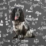 Blue Roan Cocker Spaniel Names: Inspiration for Naming Your New Pup
