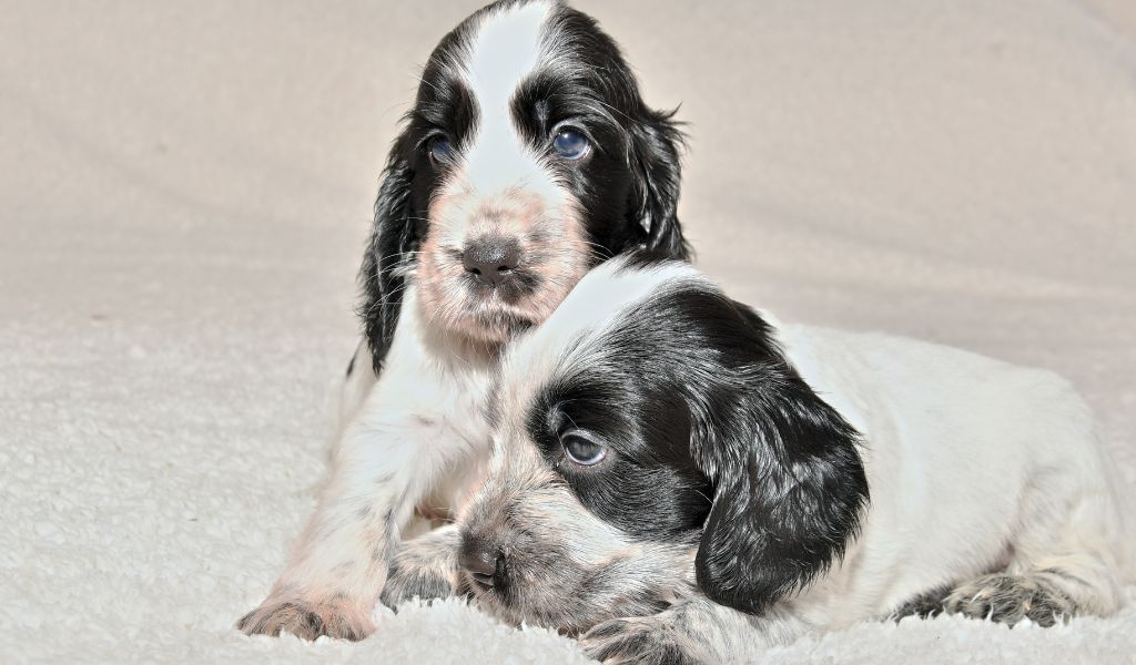 How to Determine If Your Cocker Spaniel Puppy is Roan