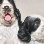 How to Determine If Your Cocker Spaniel Puppy is Roan