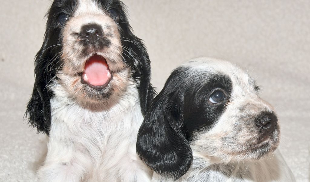 How to Determine If Your Cocker Spaniel Puppy is Roan