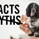 Common Misconceptions About Blue Roan Cocker Spaniels: Debunking the Myths