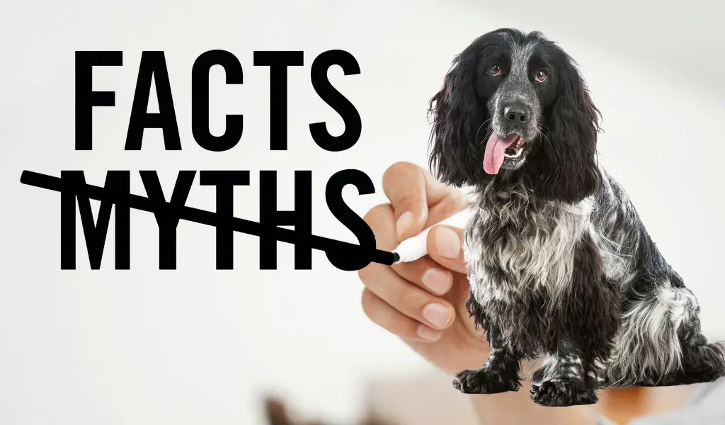 Common Misconceptions About Blue Roan Cocker Spaniels: Debunking the Myths