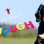 Blue Roan Cocker Spaniels and Exercise: How Much is Enough?