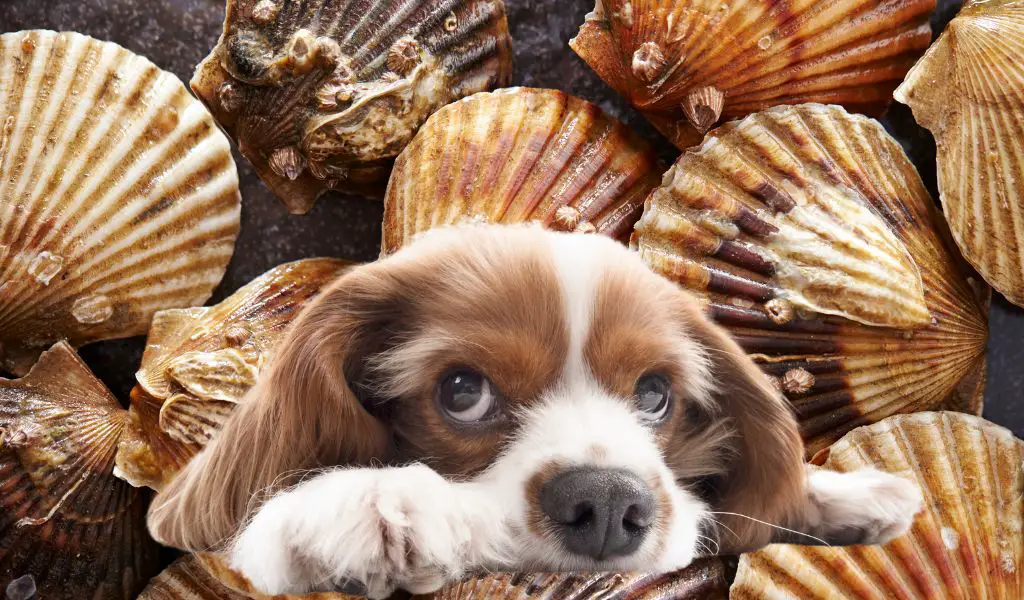 can dogs eat scallops